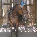 Evelina.J